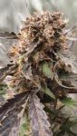 Instagram Guava Runtz Auto™