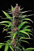 Instagram Gorilla Punch Auto