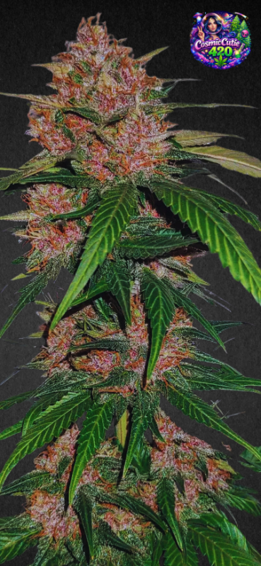 Instagram Ztrawberriez Auto