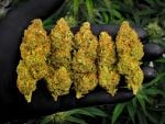 Instagram Mendo Cherry Cookies Auto™