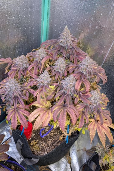 Instagram Papaya Sherbet