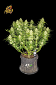 Instagram Papaya Cookies Auto™
