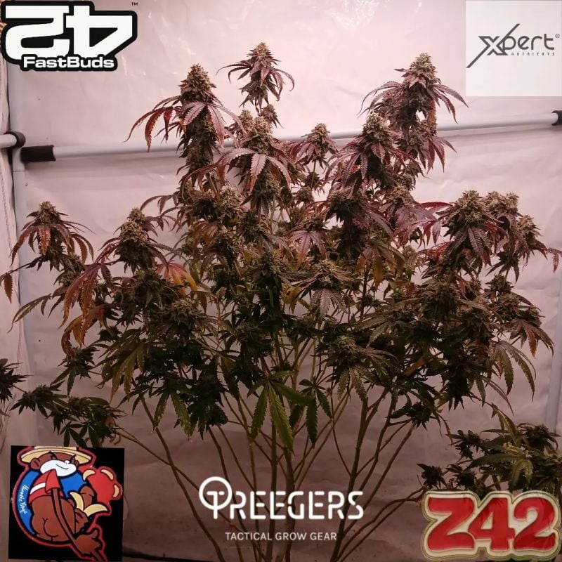 Instagram Z42