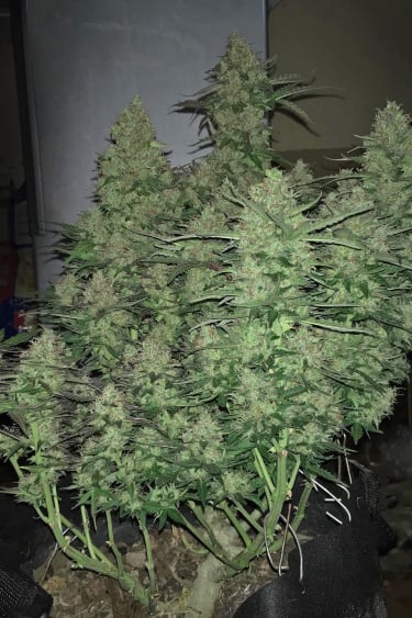 Instagram Critical Auto