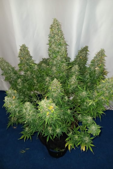 Instagram Sour Diesel Auto