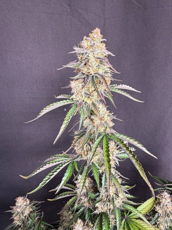 Instagram Skunk Auto