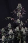 Instagram Sundae Frost Auto™