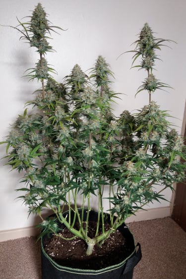 Instagram Stardawg Auto