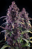 Instagram LSD-25 Auto