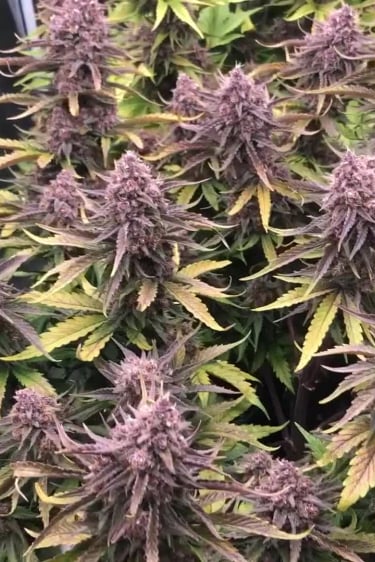 Banana Purple Punch Auto