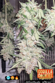 Instagram Gorilla Cookies FF