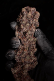 Instagram Gorilla Cookies FF