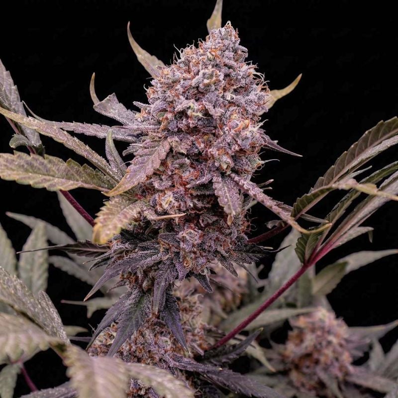 AUTO | Guava Auto RF3™