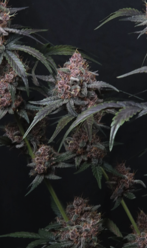 Instagram Cherry Cookies Trial Pack