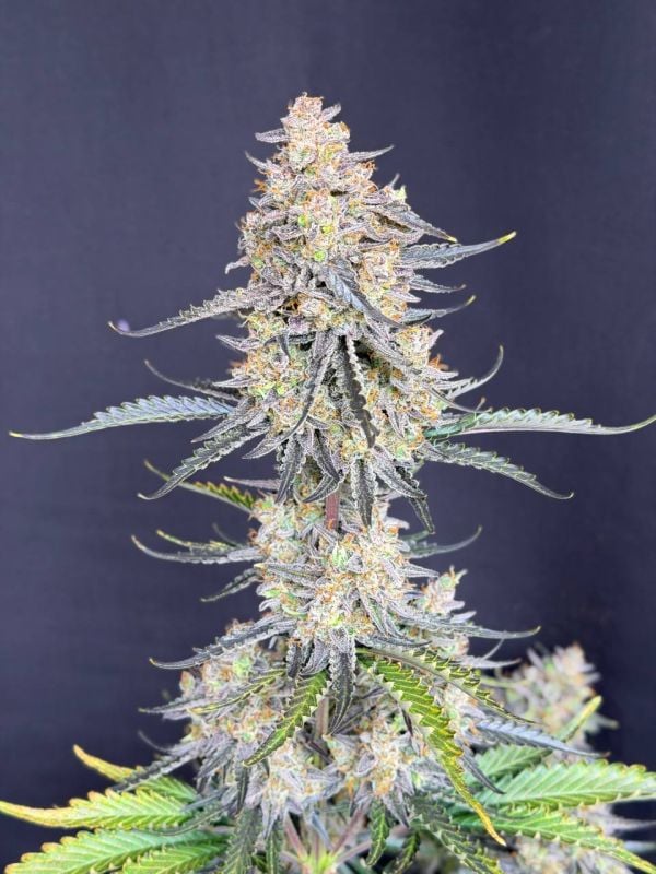 Instagram Afghan Kush Auto