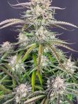 Instagram Blueberry Auto