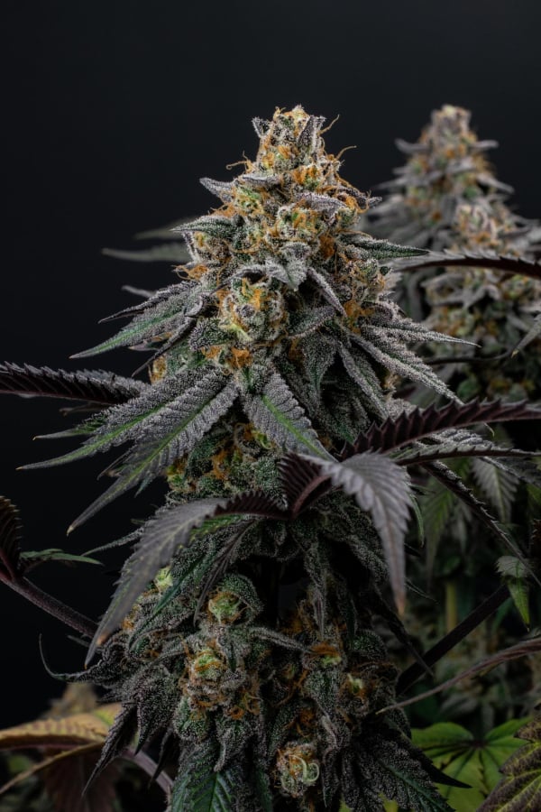 Instagram Lemon Cherry Runtz