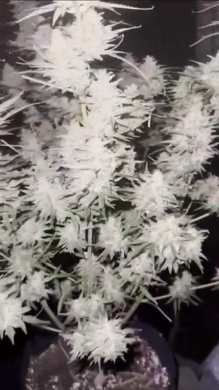 Gorilla Melon Lemon Cherry Runtz @toxiclawz DIS 