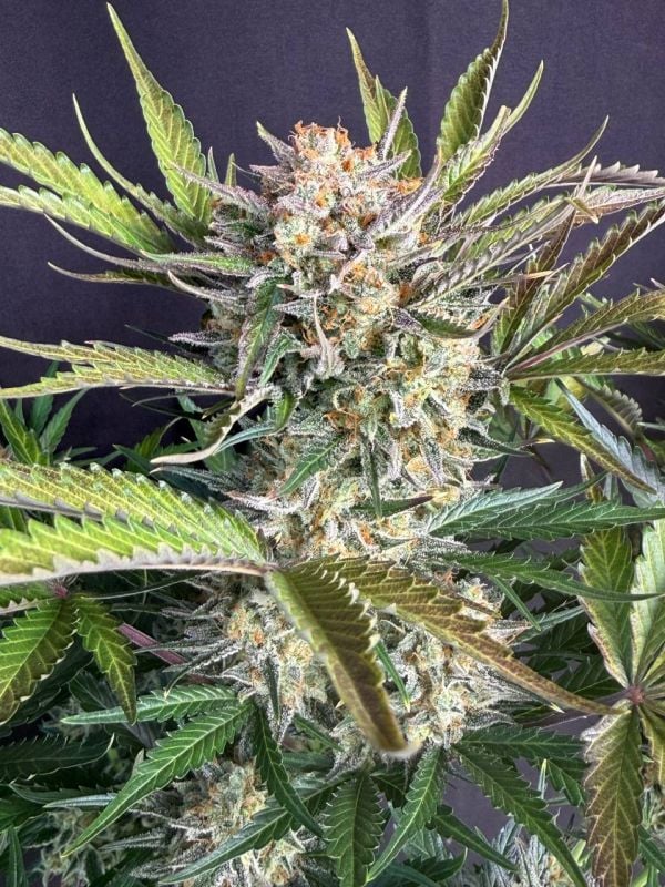 Instagram Chemdawg Auto