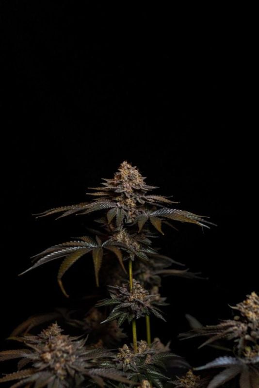 Instagram Biscotti Gelato