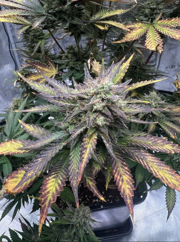 Instagram Guava Auto RF3