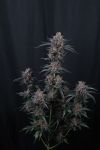 Instagram Mango Cherry Runtz Auto™