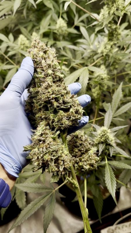 Mendo Guava Auto @Seniordodo79 DIS 5