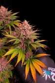Instagram Purple Lemonade FF