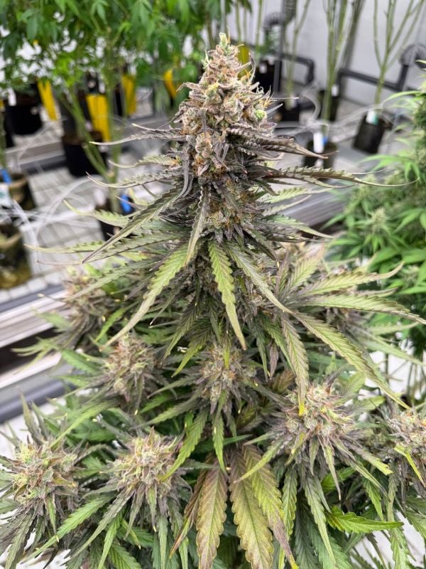 Instagram Trainwreck Auto