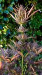 Instagram Guava Sundae Auto™