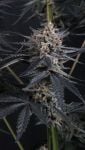 Instagram Mendo Cherry Cookies Auto™