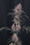 Instagram Mango Cherry Runtz Auto™