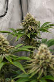 Instagram Gorilla Melon™