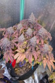 Instagram Papaya Sherbet™