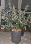 Instagram Purple Lemonade FF
