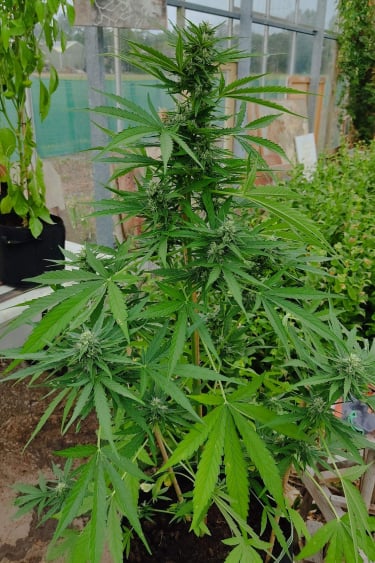 Instagram CBD Auto 11 CBD Crack