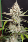 Instagram Pound Cake Auto™