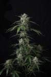 Instagram Banana Guava Auto™