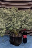 Instagram Gorilla Punch Auto