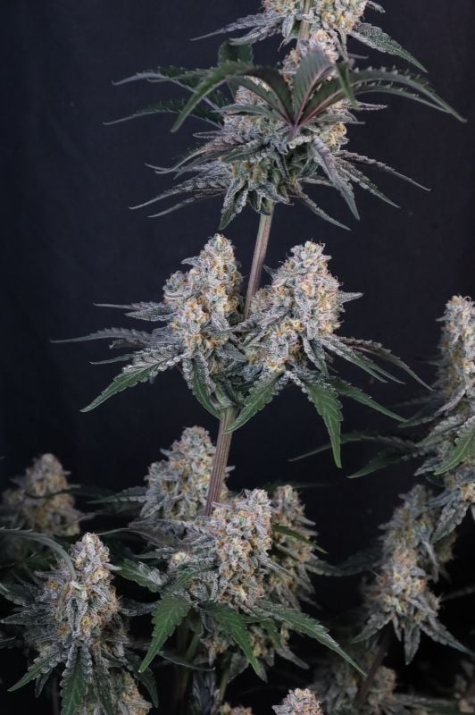 Instagram Guava Sundae Auto