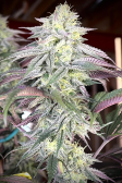 Instagram Papaya Sherbet™
