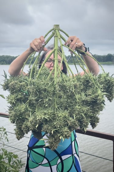 Instagram OG Kush Auto