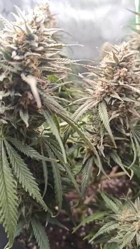 Tropicana Cookies Auto @brristol_26330 DIS 