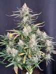 Instagram Big Bud Auto