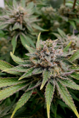 Instagram Tropicana Cookies FF