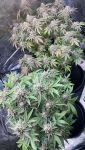 Instagram Gorilla Melon™