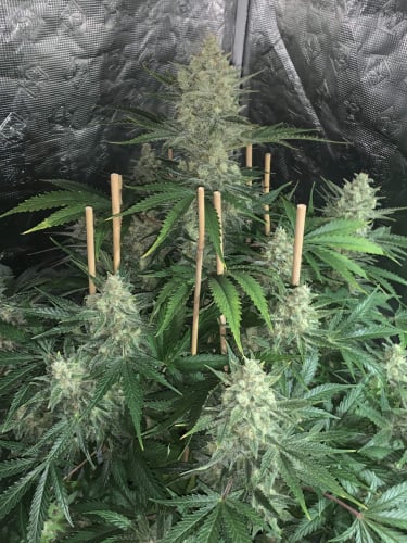 Instagram OG Kush Auto