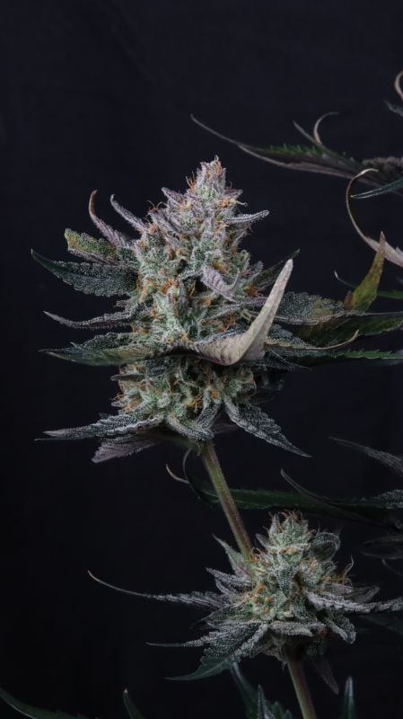 Instagram Guava Runtz Auto