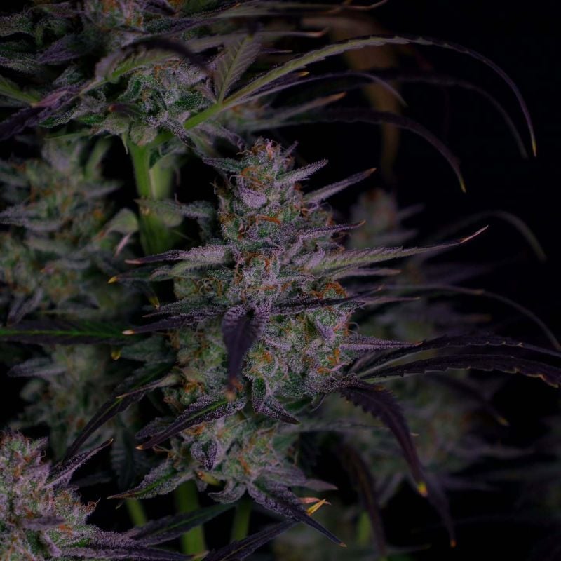 Instagram Banana Guava Auto