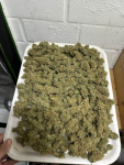 Instagram Orange Sherbet FF